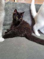 5 lieve Ragdoll x Main Coon kittens, Dieren en Toebehoren, Katten en Kittens | Raskatten | Langhaar, Kater