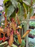 Nepenthes Jumbo XXL p25 (4), Ophalen of Verzenden, Halfschaduw