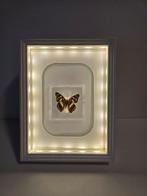 Vlinder in lijst, Ophalen of Verzenden, Overige typen