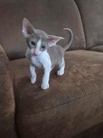 4 schitterende oosterse korthaar kittens beschikbaar, Meerdere dieren, Ontwormd, 0 tot 2 jaar