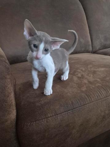 4 schitterende oosterse korthaar kittens beschikbaar  beschikbaar voor biedingen