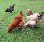 Grote hennen 1 barnevelder 1 brahma 1 new hampshire, Dieren en Toebehoren, Pluimvee, Vrouwelijk, Kip