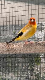 Geel Yellow Major Putter Man 2025, Mannelijk, Wildzangvogel, Geringd