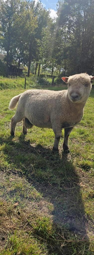 Babydoll Southdown dekram, Dieren en Toebehoren, Schapen, Geiten en Varkens, Schaap, Mannelijk