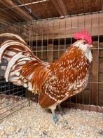 Trio Thuringer Baardkrielen, Dieren en Toebehoren, Vrouwelijk, Kip