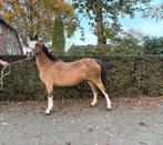 Mooie sectie A fokmerrie, Dieren en Toebehoren, Pony's, Merrie, A pony (tot 1.17m), Onbeleerd, 11 jaar of ouder