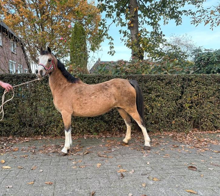 Mooie sectie A fokmerrie, Dieren en Toebehoren, Pony's, Merrie, Onbeleerd, A pony (tot 1.17m), 11 jaar of ouder, Met stamboom