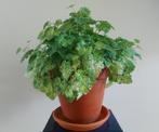 Kamerplant Kindje-op-moeders-schoot in terracotta pot, Huis en Inrichting, Kamerplanten, Ophalen, Overige soorten, In pot, Minder dan 100 cm