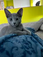 BLAUW RUS KATER met STAMBOOM, Dieren en Toebehoren, Kater, Gechipt, 0 tot 2 jaar