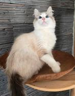 Siberische neva Masquarade kater 1 jaar oud, Dieren en Toebehoren, Katten en Kittens | Raskatten | Langhaar, Kater