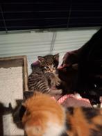 Nieuwe adv; Lieve kittens, cypres en lapjeskat driekleur, Dieren en Toebehoren, Meerdere dieren, Kortharig, 0 tot 2 jaar