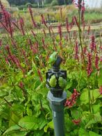heel veel bijen en vlindertrekkende planten, Volle zon, Vaste plant, Zomer, Ophalen
