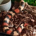 Lampropeltis mexicana/campbelli hybride vrouw, Dieren en Toebehoren, Reptielen en Amfibieën, Slang, 3 tot 6 jaar
