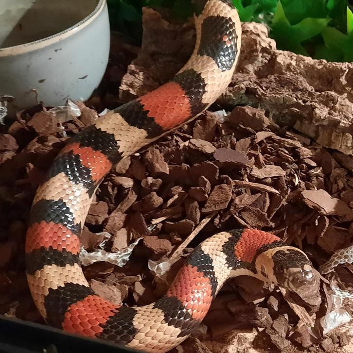 Lampropeltis mexicana/campbelli hybride vrouw
