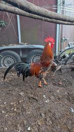 Gevraagd leghorn roodporselein., Dieren en Toebehoren, Pluimvee, Vrouwelijk
