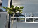 Dak laurier novita. Parasol schaduw., Tuin en Terras, Planten | Bomen, 100 tot 250 cm, Dakboom, Ophalen, Volle zon