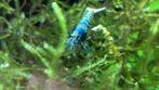 Taiwan bee mix garnalen, Dieren en Toebehoren, Vissen | Aquariumvissen, Kreeft, Krab of Garnaal, Zoetwatervis