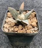 Cactus, Ariocarpus, Ophalen of Verzenden, Cactus, Volle zon, Minder dan 100 cm