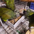 Pionus Maximiliani - jonge tamme papegaaien., Dieren en Toebehoren, Vrouwelijk, Papegaai, Geringd