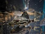 L191 Broken Line Royal Pleco, Vis, Zoetwatervis
