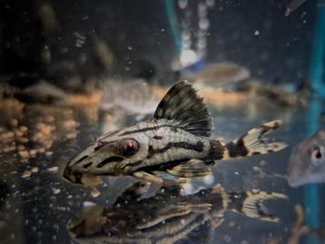 L191 Broken Line Royal Pleco  beschikbaar voor biedingen