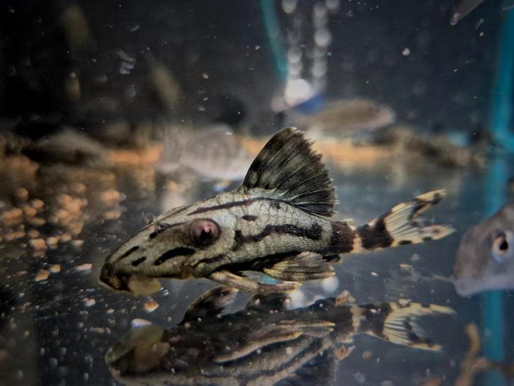 L191 Broken Line Royal Pleco, Dieren en Toebehoren, Vissen | Aquariumvissen, Zoetwatervis, Vis