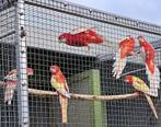Rubino rosella's, Dieren en Toebehoren, Meerdere dieren, Parkiet