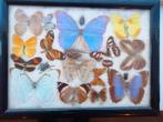 'opgezette vlinders en insecten, ca. 50 jaar oud., Antiek en Kunst, Ophalen of Verzenden