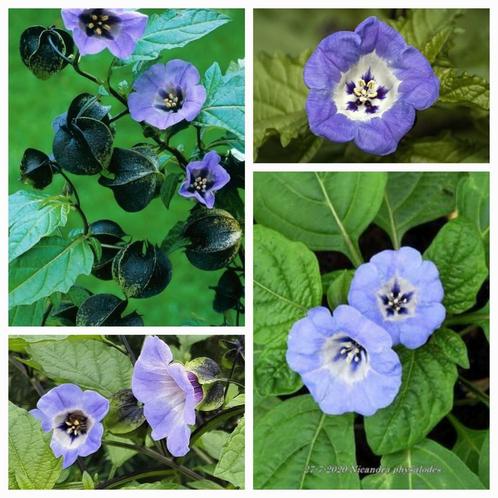 Zegekruid zaden. Biologisch en gifvrij. 🌼🐝 Per zakje., Tuin en Terras, Bloembollen en Zaden, Zaad, Voorjaar, Halfschaduw, Ophalen of Verzenden