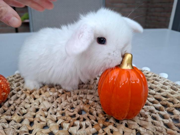 Wit met blauwe ogen raszuivere Minilop hangoor dwerg, Dieren en Toebehoren, Konijnen, Dwerg, Meerdere dieren, Hangoor