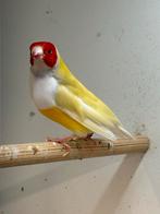 Gouldamadines, Dieren en Toebehoren, Vogels | Overige Vogels, Vrouwelijk, Tropenvogel