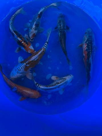 Koi mix beschikbaar voor biedingen