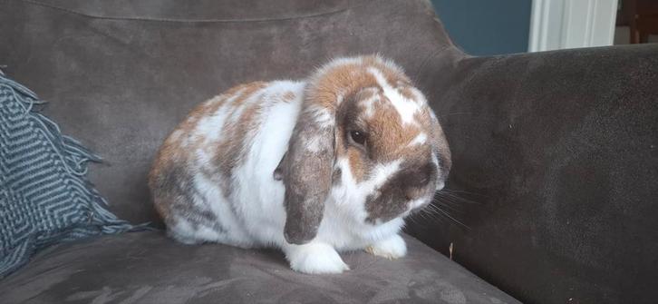 Hele lieve NHD ram, Dieren en Toebehoren, Konijnen, Klein, Mannelijk, 0 tot 2 jaar, Hangoor