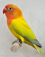 Euwing Dilute/Opaline Fischeri Man 2025, Mannelijk, Dwergpapegaai of Agapornis, Geringd