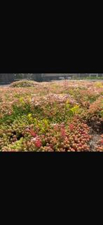 Sedum trays - lichtgewicht groendak grote voorraad, Tuin en Terras, Planten | Tuinplanten, Bodembedekkers, Volle zon, Vaste plant