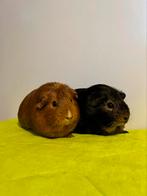 Cavia zeugjes ter adoptie, Cavia, Augustus, Vrouwelijk, Tam