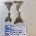 Fraaie haaientanden set uit Mill (set 2), Ophalen of Verzenden, Fossiel