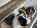 Lieve cavia’s te koop, Dieren en Toebehoren, Knaagdieren, Cavia, Augustus, Mannelijk, Tam