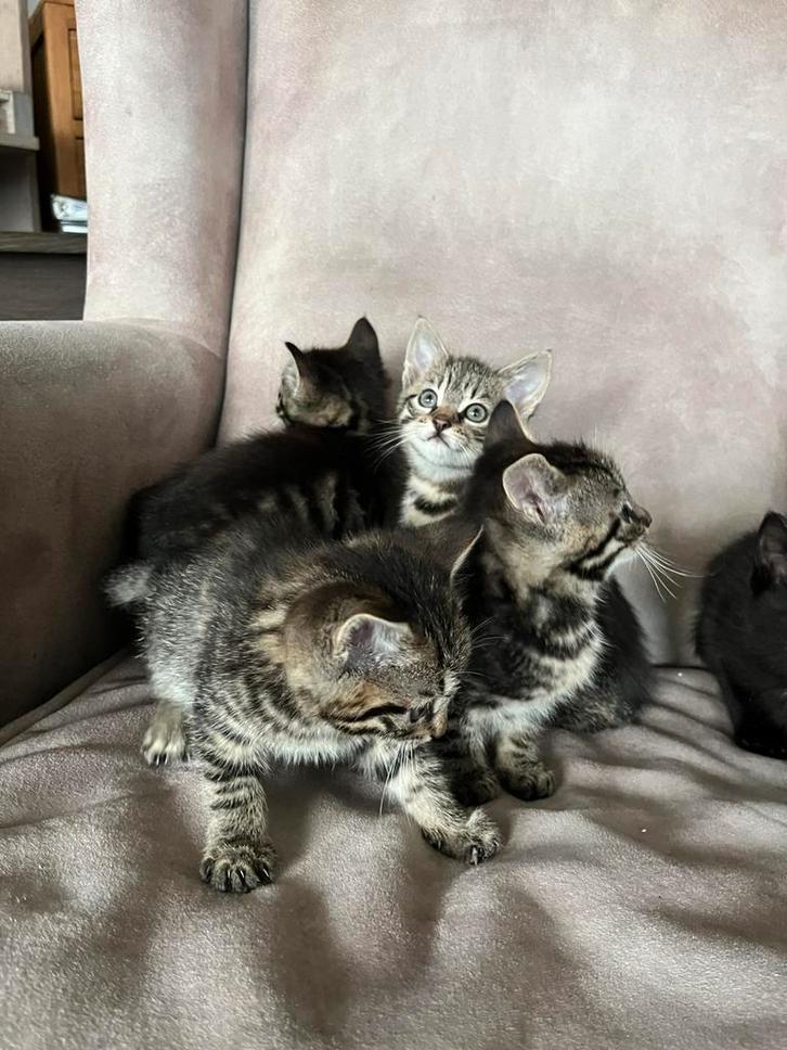 5 schattige gecyperde kittens, Dieren en Toebehoren, Katten en Kittens | Overige Katten, Meerdere dieren