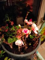 Allerlei verschillende stekjes mother of thousand, saxifraga, Huis en Inrichting, Kamerplanten, Ophalen of Verzenden, Halfschaduw