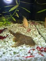 Baardharen algeneters 5 stuks ., Dieren en Toebehoren, Vissen | Aquariumvissen, Vis