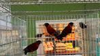 Kapoeten sijzen 2025, Dieren en Toebehoren