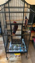 Tamme papagaai, Vrouwelijk, Papegaai