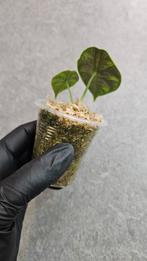 Alocasia Azlanii, Ophalen of Verzenden, Halfschaduw, Minder dan 100 cm