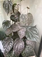 Terrariumplant Piper Crocatum, Ophalen of Verzenden, Overige soorten, Minder dan 100 cm