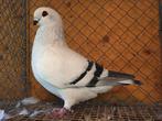️ Damascener duiven – compleet koppel + jongen, Meerdere dieren, Postduif