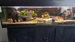 2 meter aquarium, Dieren en Toebehoren, Vissen | Aquaria en Toebehoren, Ophalen, Gevuld zoetwateraquarium