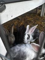 Te koop duitse jonge reuzen konijnen, Meerdere dieren, Groot