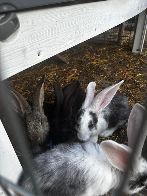 Te koop duitse jonge reuzen konijnen, Dieren en Toebehoren, Konijnen, Groot, Meerdere dieren