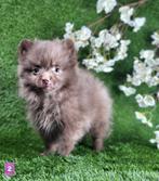 Pomeriaan dwergkees pom pomeranian, Dieren en Toebehoren, België, 8 tot 15 weken, Teef, Eén hond